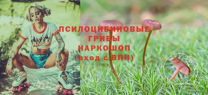 наркота  МЕГА как войти  Псилоцибиновые грибы Cubensis  Каргат 